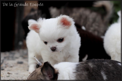 De La Grande Epopée - Chihuahua - Portée née le 02/04/2024