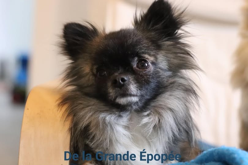 Vitaly De La Grande Epopée