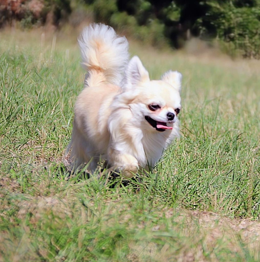 maffitan's Rising star