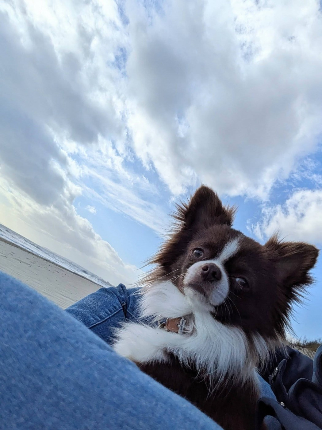 Açaï De La Grande Epopée