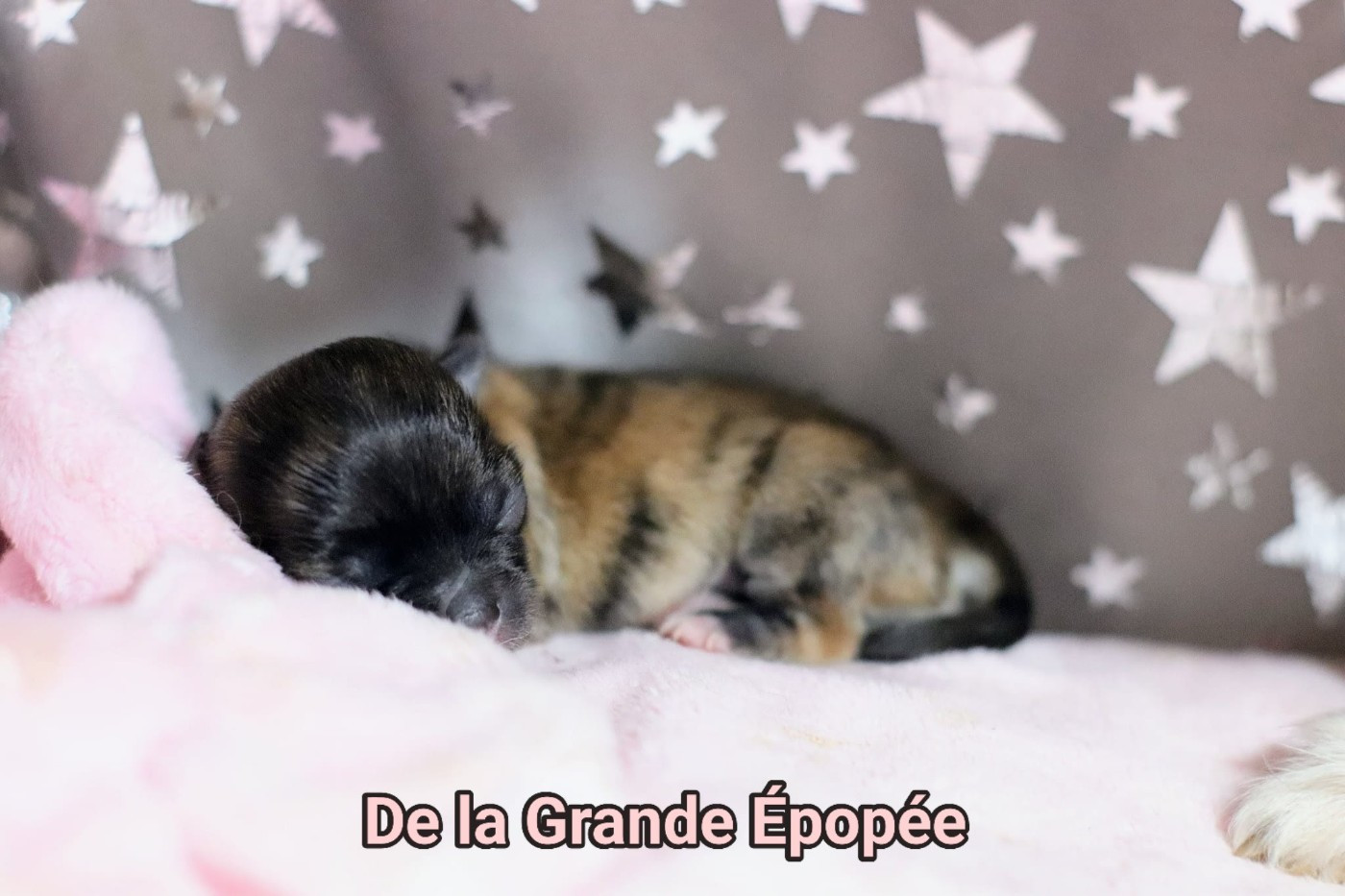De La Grande Epopée - Chiots disponibles - Chihuahua