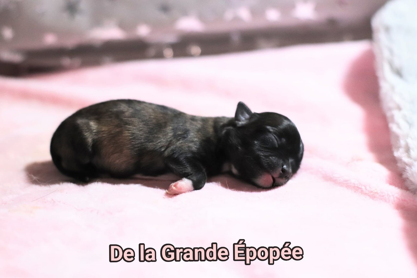 De La Grande Epopée - Chiots disponibles - Chihuahua
