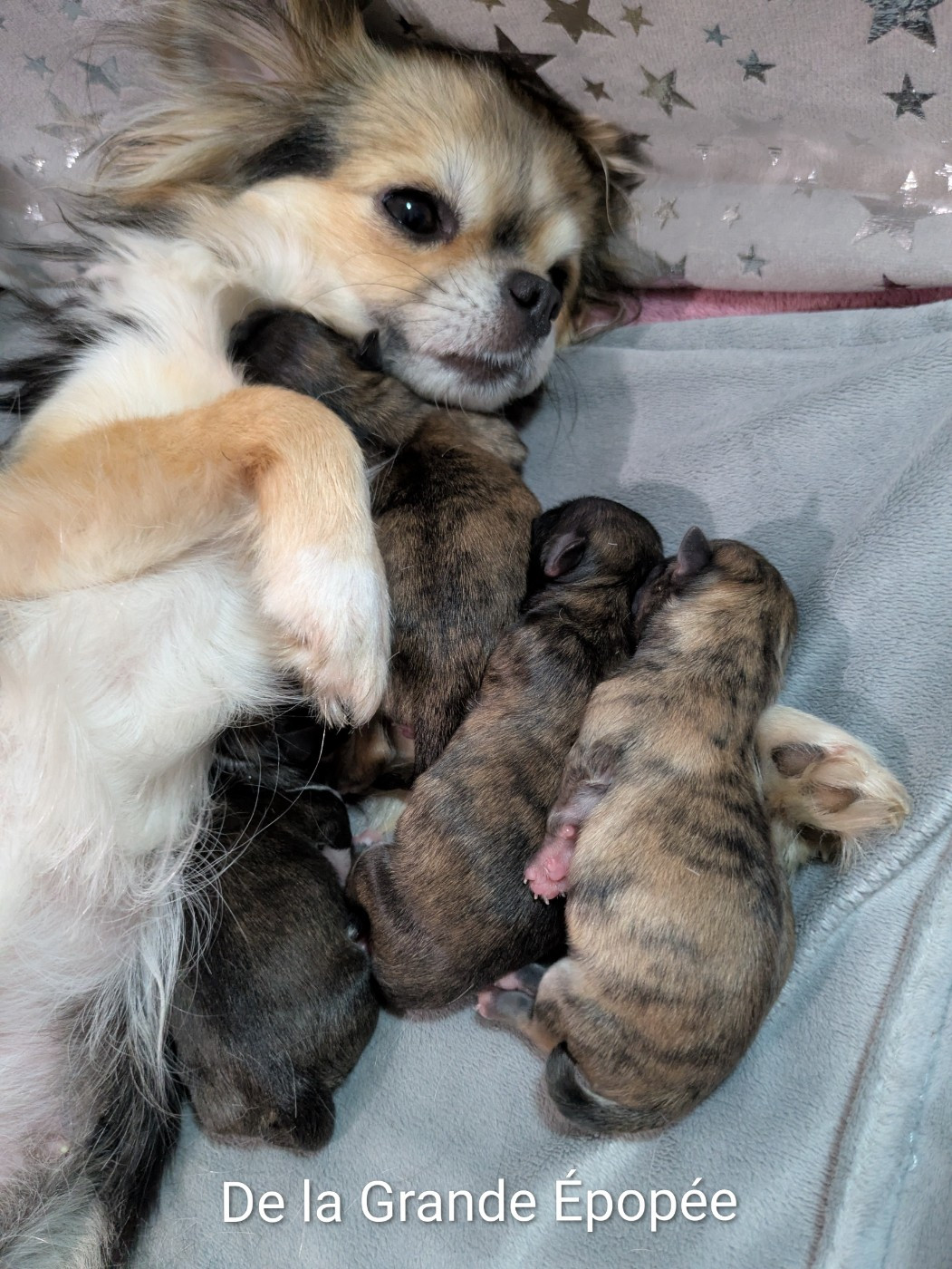De La Grande Epopée - Chihuahua - Portée née le 18/10/2025