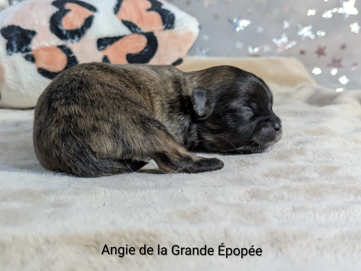 De La Grande Epopée - Chiots disponibles - Chihuahua