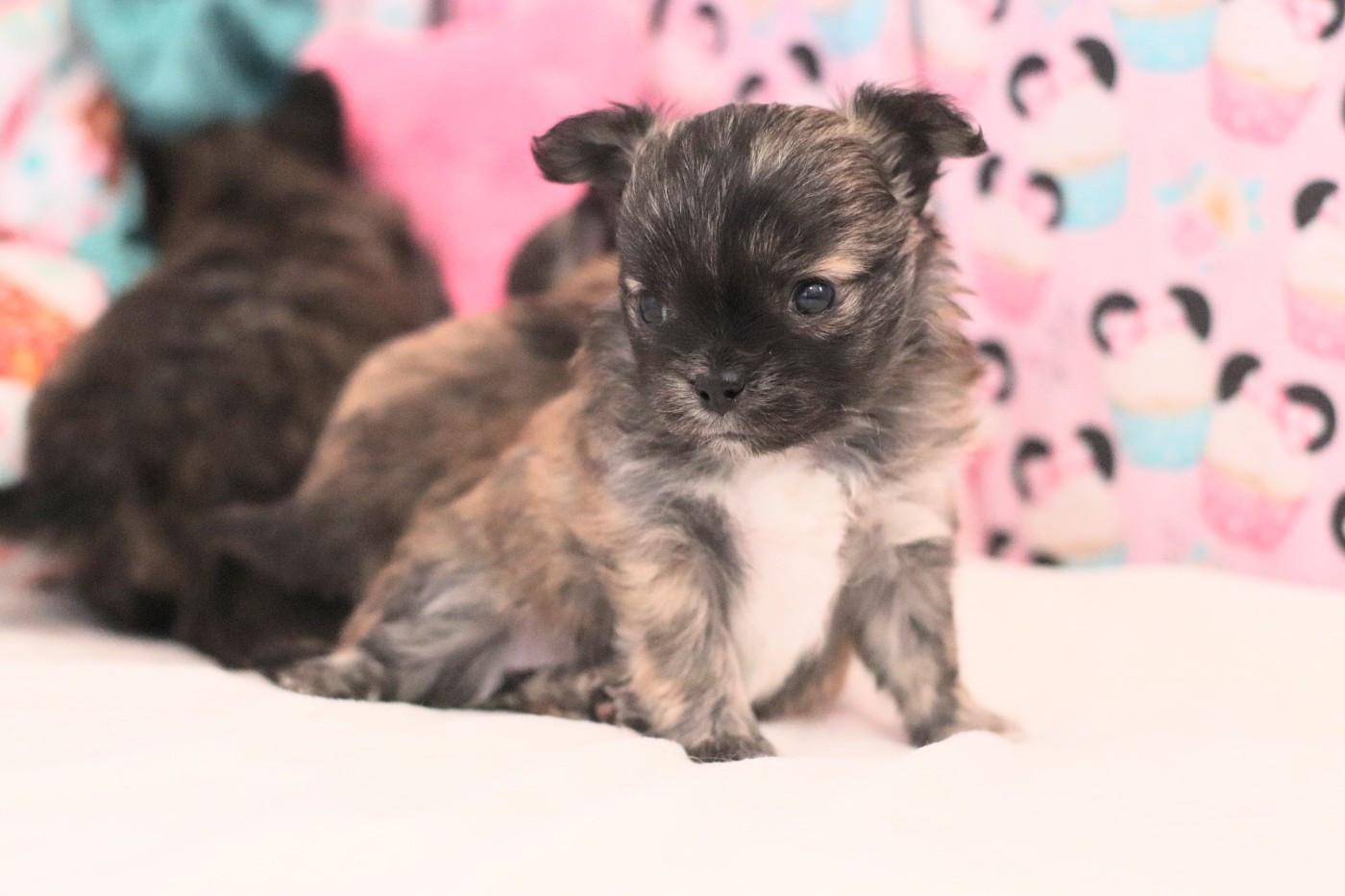 De La Grande Epopée - Chiots disponibles - Chihuahua