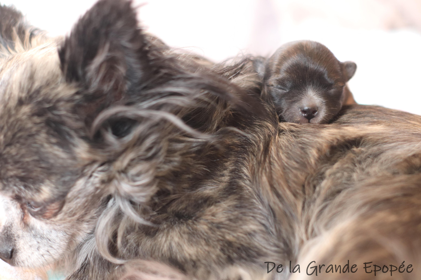 Chiot Chihuahua De La Grande Epopée