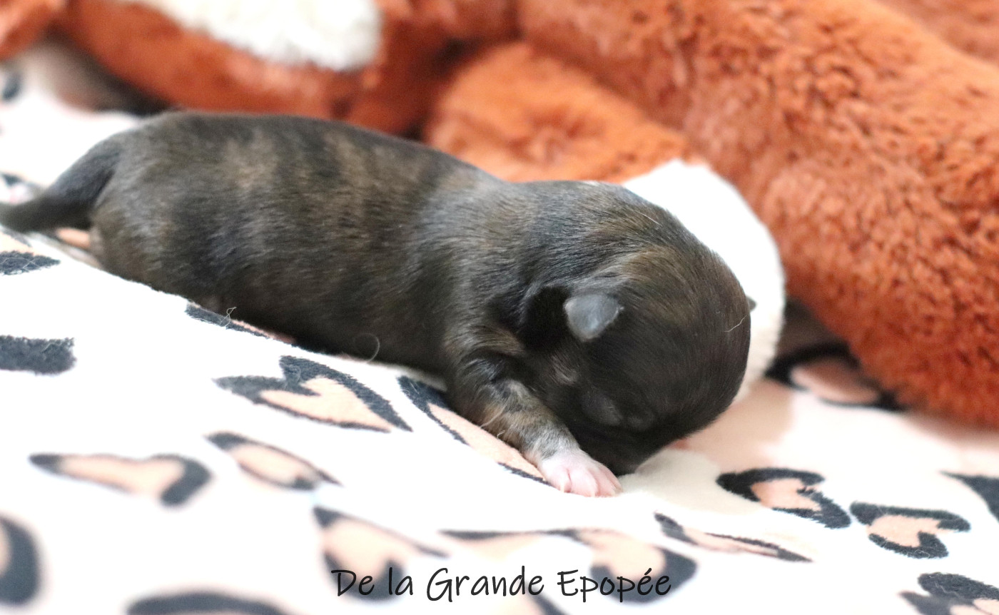 De La Grande Epopée - Chiots disponibles - Chihuahua