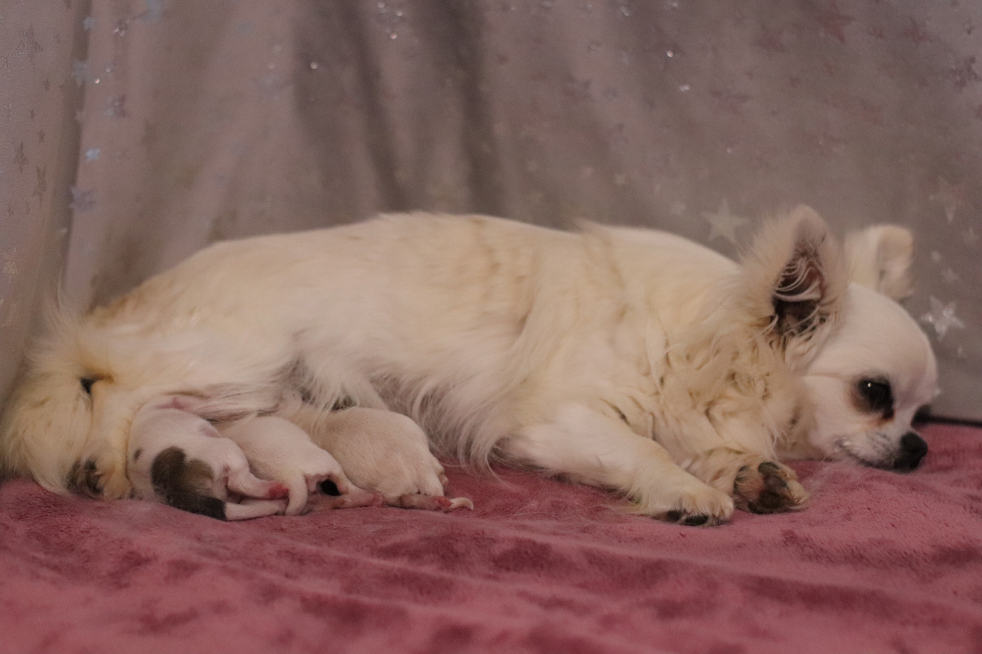 Chiot Chihuahua De La Grande Epopée