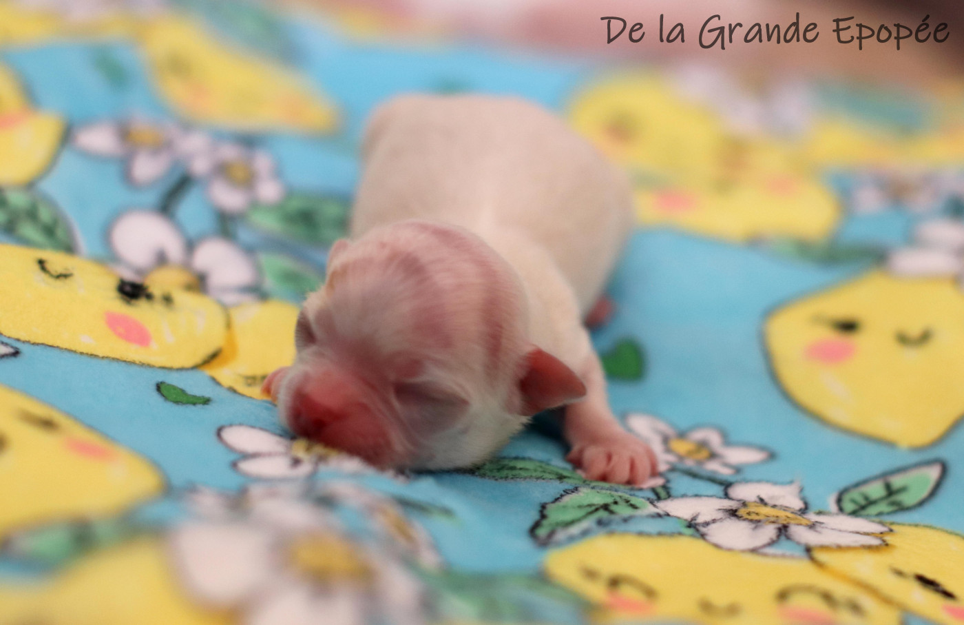 De La Grande Epopée - Chiots disponibles - Chihuahua