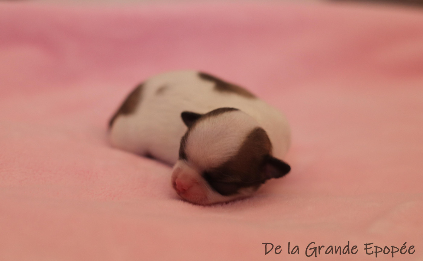 De La Grande Epopée - Chiots disponibles - Chihuahua