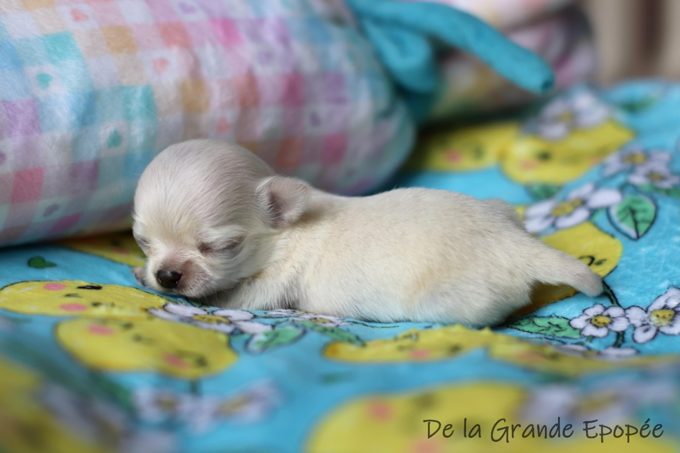 De La Grande Epopée - Chiots disponibles - Chihuahua