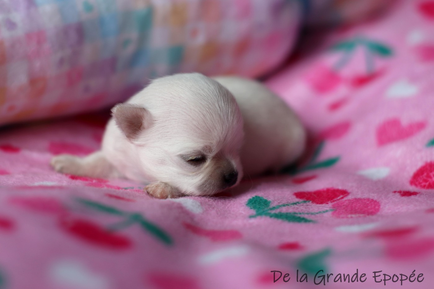 De La Grande Epopée - Chiots disponibles - Chihuahua