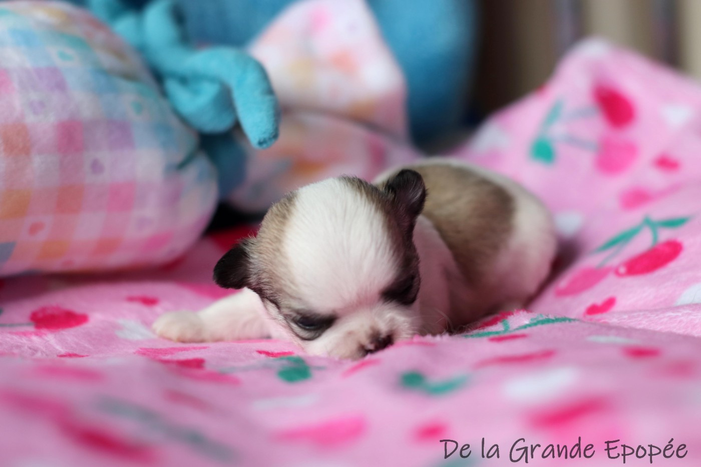De La Grande Epopée - Chiots disponibles - Chihuahua