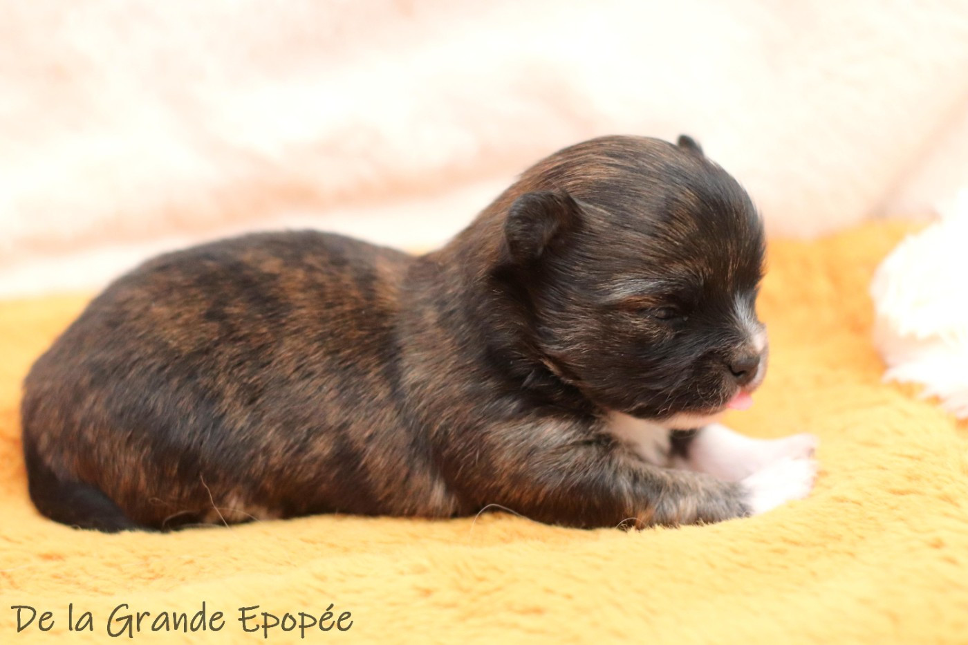 De La Grande Epopée - Chiots disponibles - Chihuahua