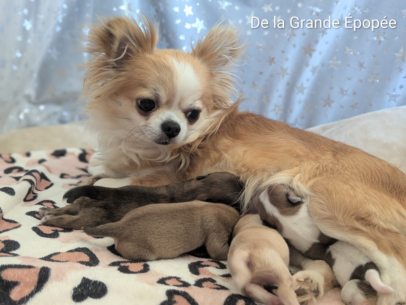 Chiot Chihuahua De La Grande Epopée