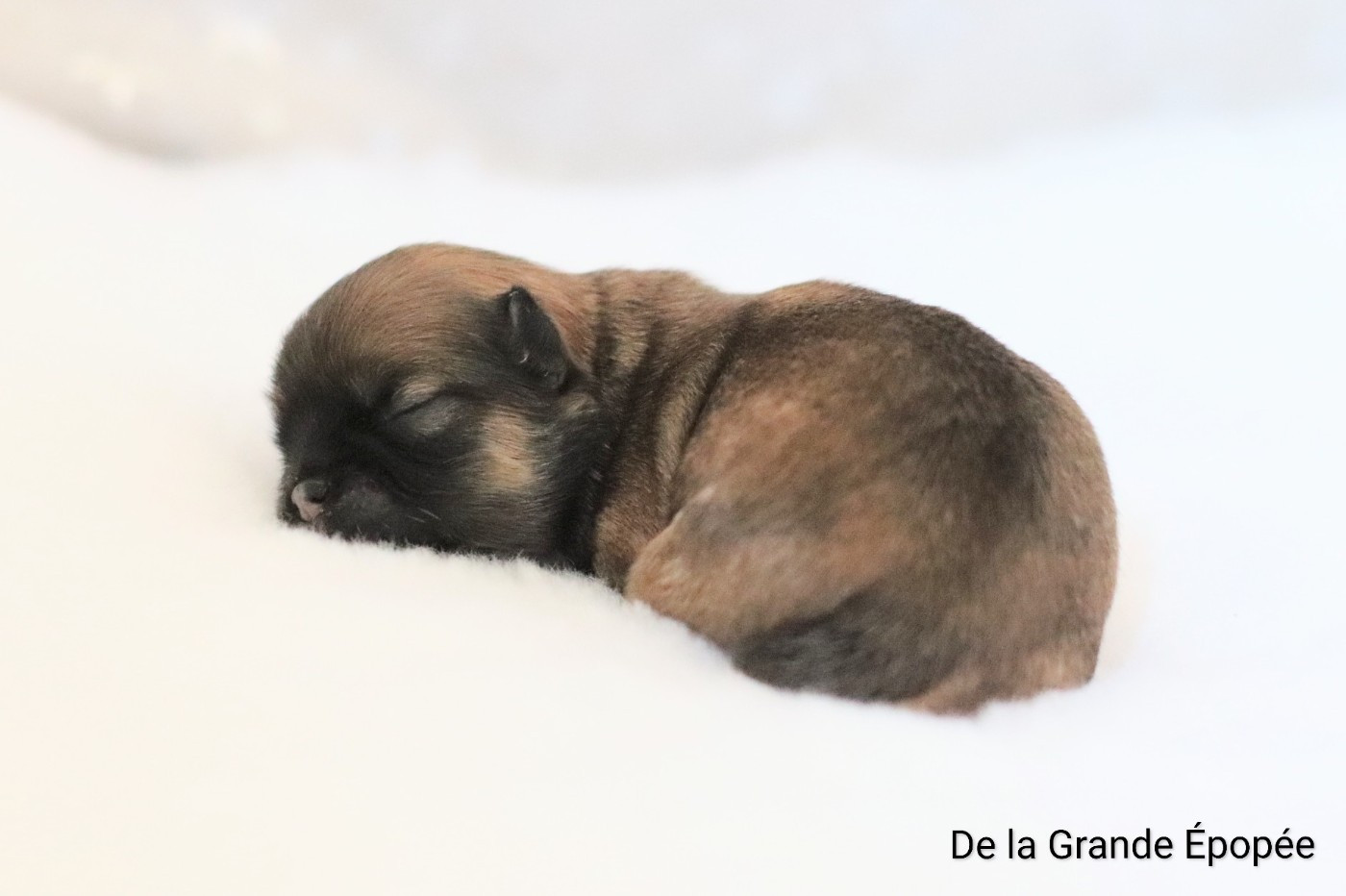 De La Grande Epopée - Chiots disponibles - Chihuahua
