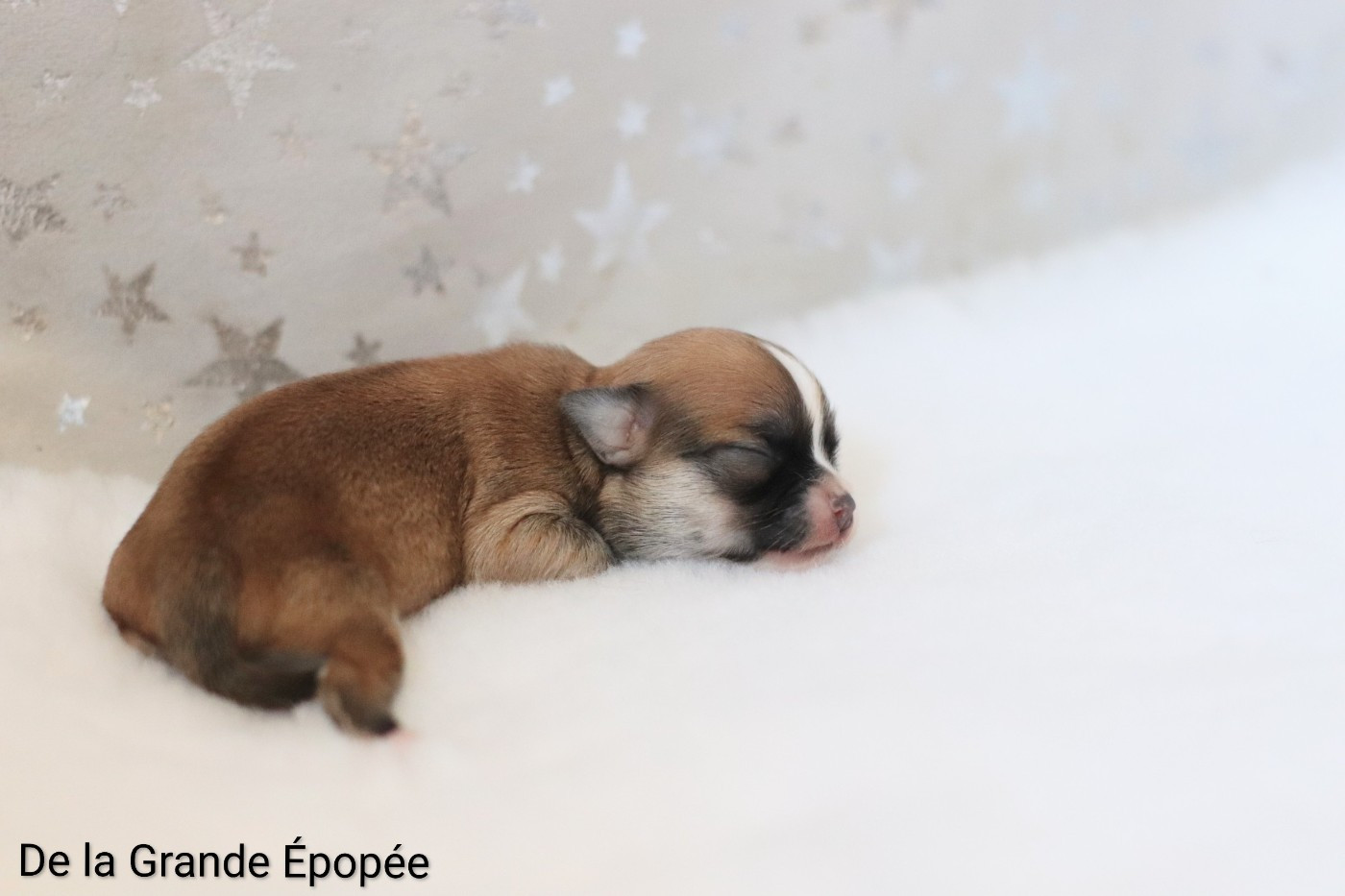 De La Grande Epopée - Chiots disponibles - Chihuahua