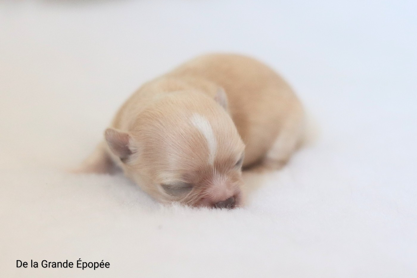 De La Grande Epopée - Chiots disponibles - Chihuahua
