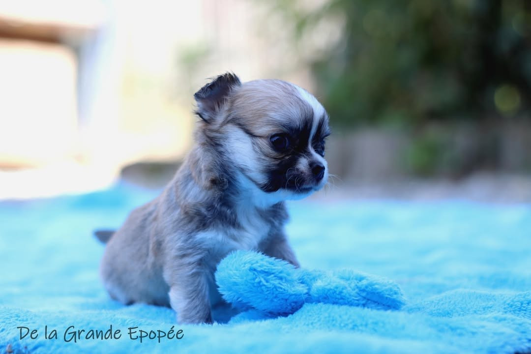 De La Grande Epopée - Chiots disponibles - Chihuahua
