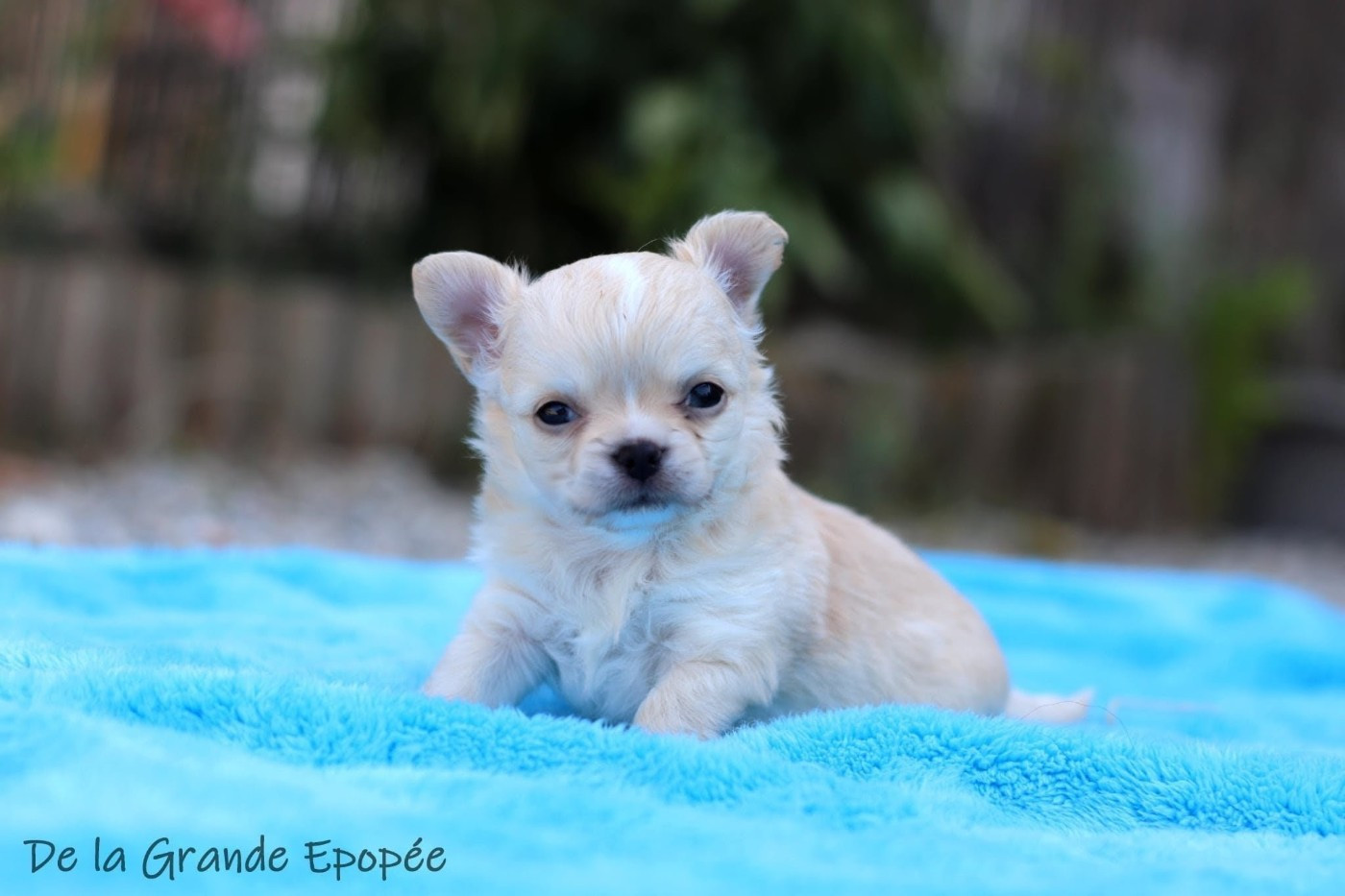 De La Grande Epopée - Chiots disponibles - Chihuahua