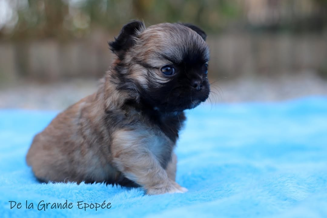 De La Grande Epopée - Chiots disponibles - Chihuahua