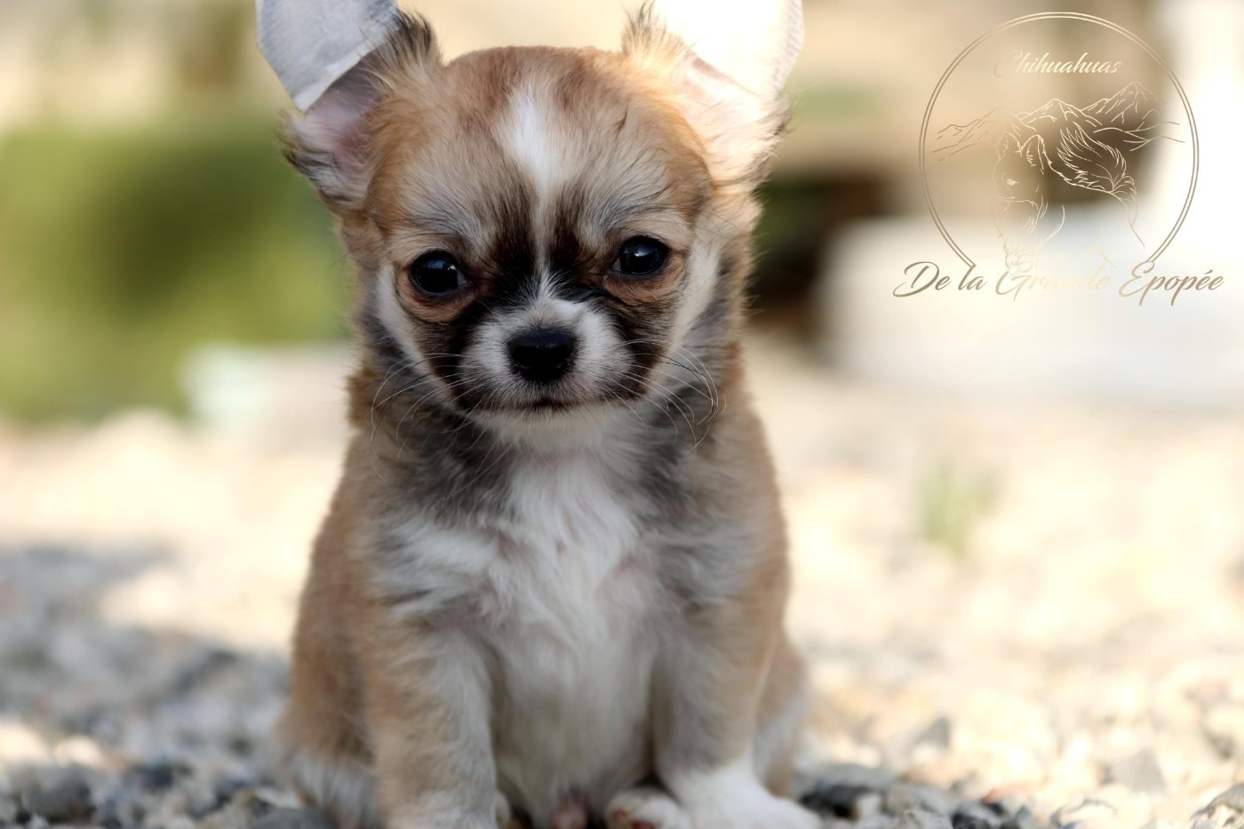 De La Grande Epopée - Chiots disponibles - Chihuahua