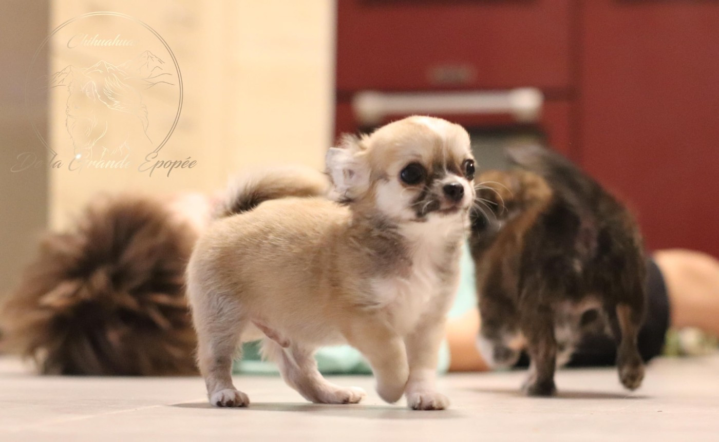 De La Grande Epopée - Chiots disponibles - Chihuahua