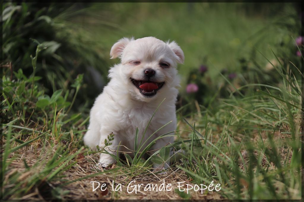 De La Grande Epopée - Chiots disponibles - Chihuahua
