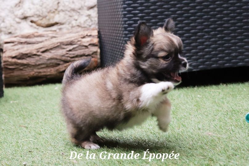 De La Grande Epopée - Chihuahua - Portée née le 05/05/2022