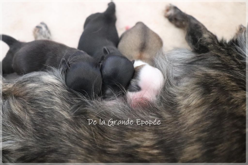 De La Grande Epopée - Chihuahua - Portée née le 16/07/2023