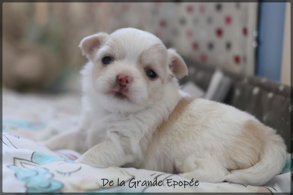 De La Grande Epopée - Chiots disponibles - Chihuahua