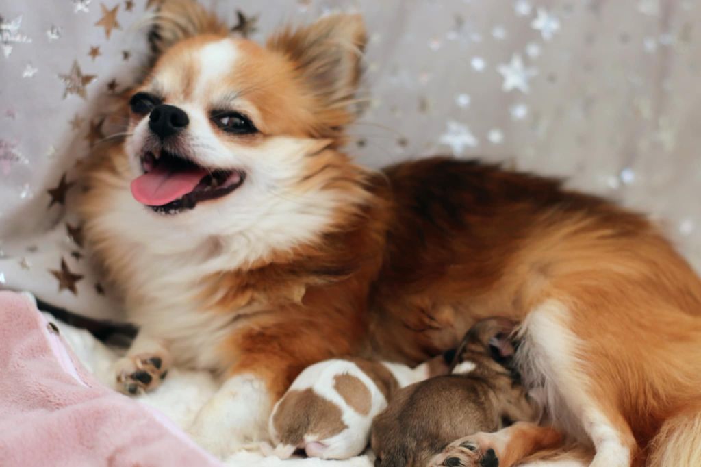 De La Grande Epopée - Chihuahua - Portée née le 16/09/2025