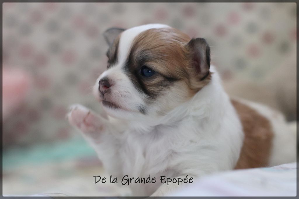 De La Grande Epopée - Chiots disponibles - Chihuahua