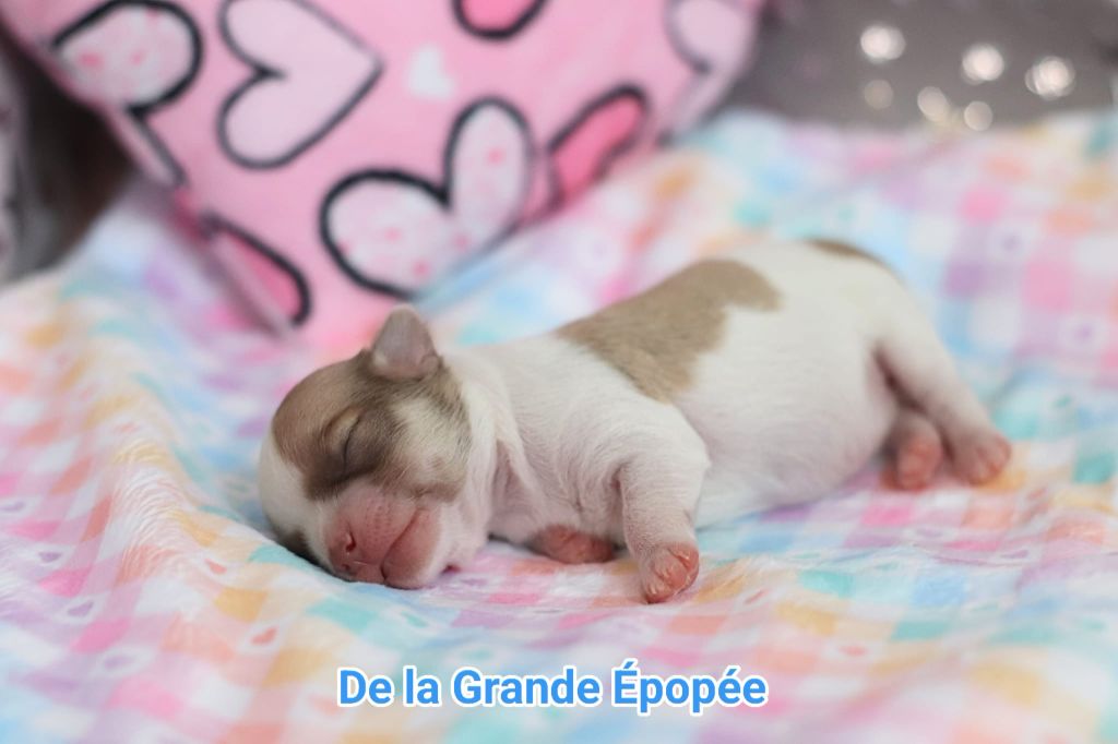 De La Grande Epopée - Chiots disponibles - Chihuahua