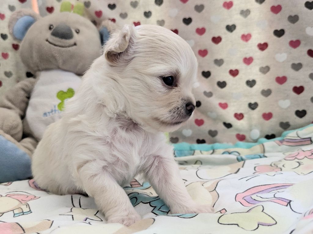 De La Grande Epopée - Chiots disponibles - Chihuahua