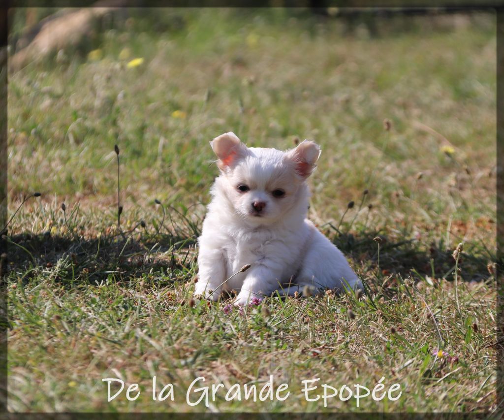 De La Grande Epopée - Chiots disponibles - Chihuahua