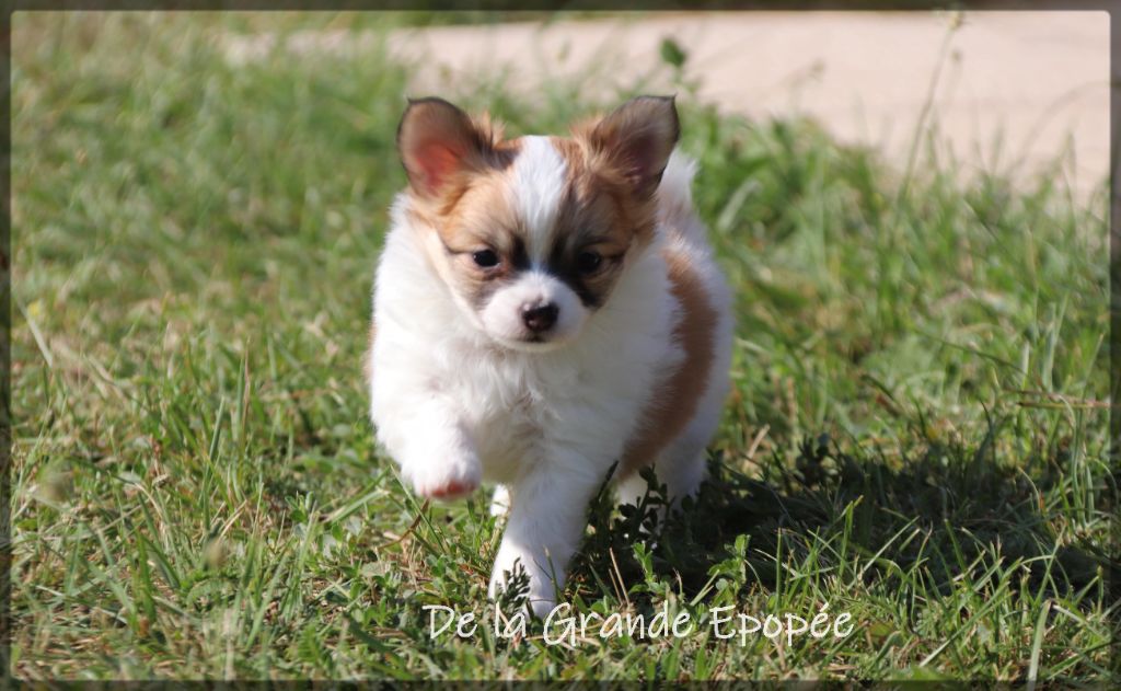 De La Grande Epopée - Chiots disponibles - Chihuahua