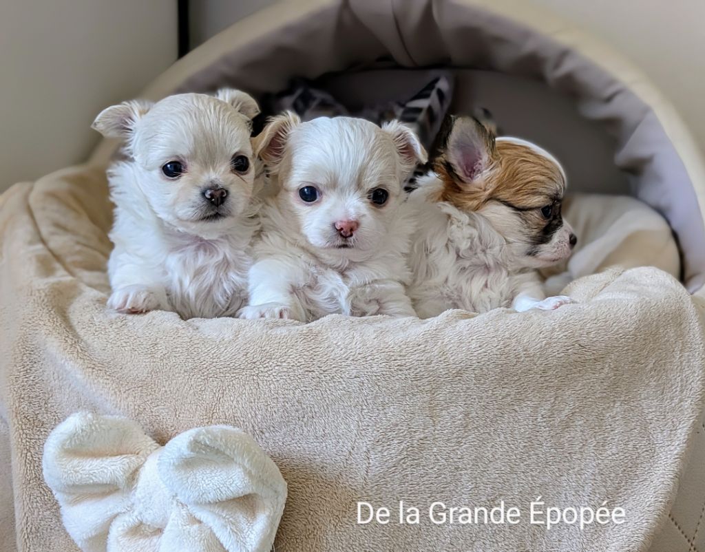 Chiot Chihuahua De La Grande Epopée