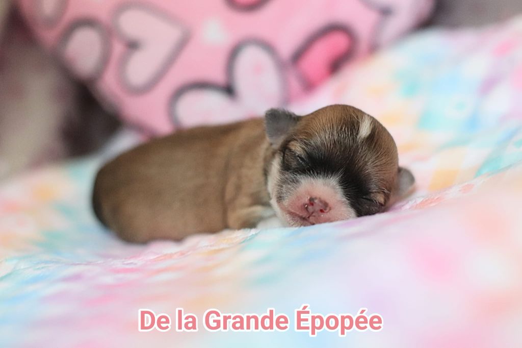 De La Grande Epopée - Chiots disponibles - Chihuahua