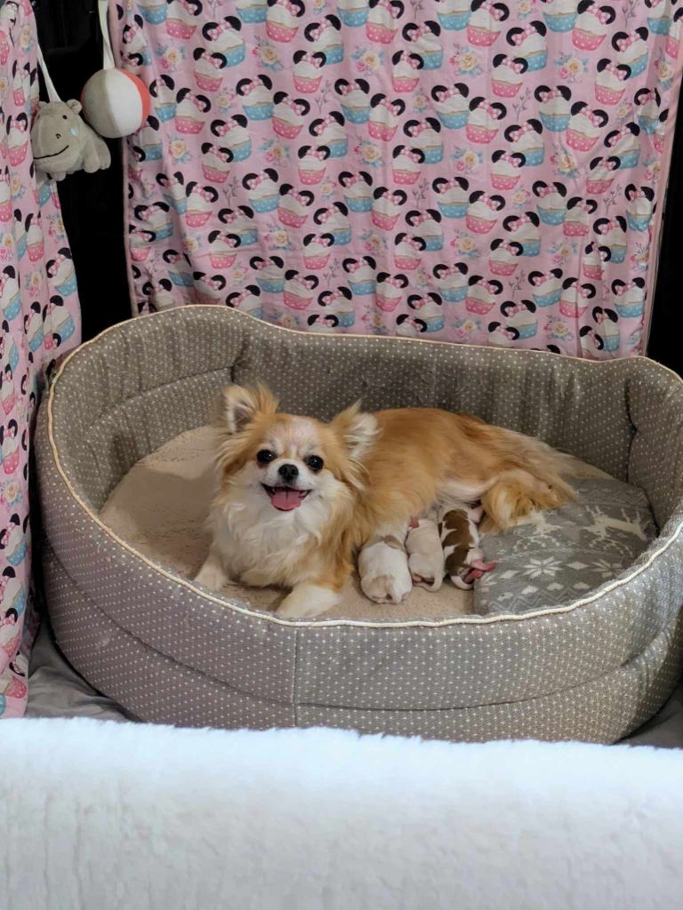 Chiot Chihuahua De La Grande Epopée