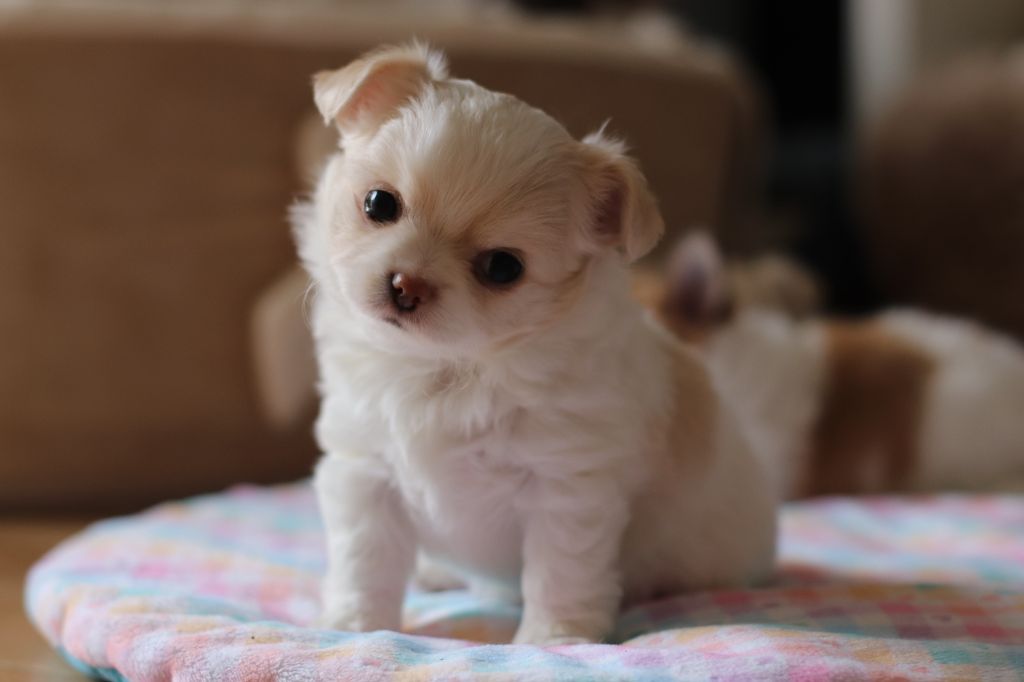 De La Grande Epopée - Chiots disponibles - Chihuahua